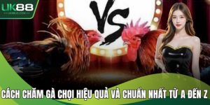 Cách chăm gà chọi
