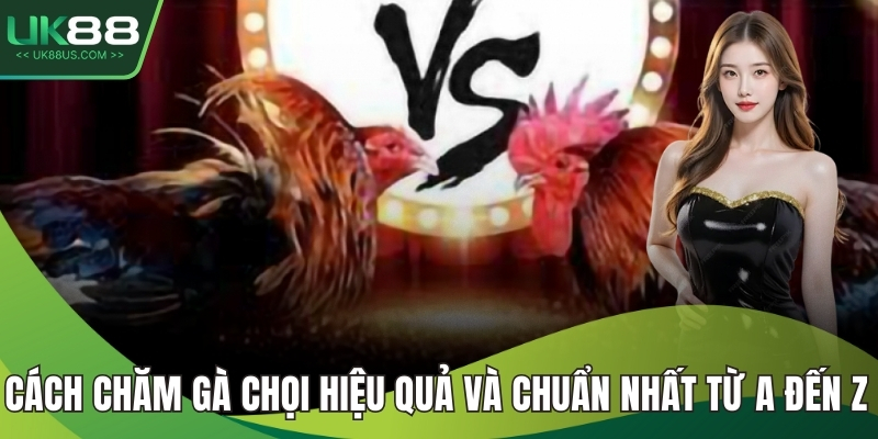 Cách chăm gà chọi