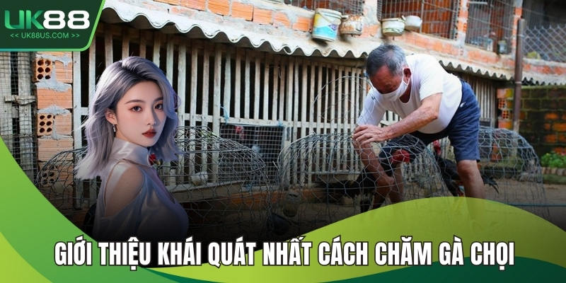 Cách Chăm Gà Chọi Hiệu Quả Và Chuẩn Nhất Từ A Đến Z 2 Giới thiệu khái quát nhất cách chăm gà chọi