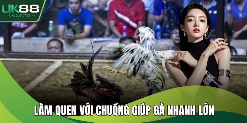 Cách Chăm Gà Chọi Hiệu Quả Và Chuẩn Nhất Từ A Đến Z 4 Làm quen với chuồng giúp gà nhanh lớn