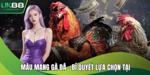 Màu mạng gà đá