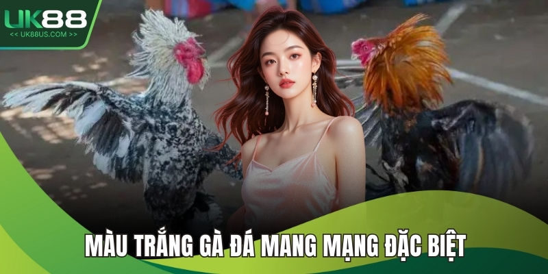 Màu trắng gà đá mang mạng đặc biệt 