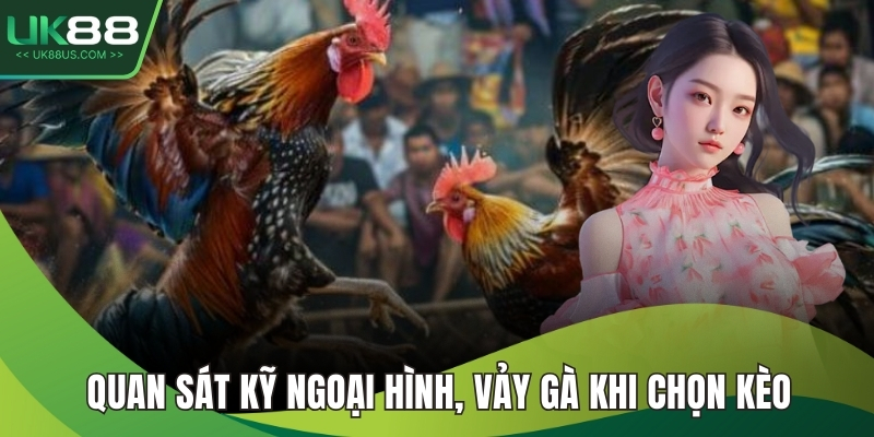Quan sát kỹ ngoại hình, vảy gà khi chọn kèo