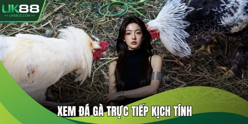 Xem đá gà trực tiếp kịch tính